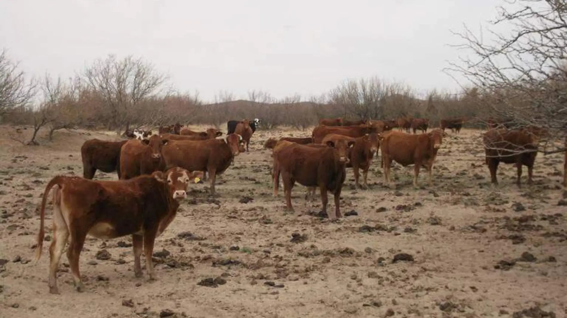 Ganado en tierras de pastoreo que por ahora adolece hierba por falta de lluvias